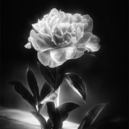 Profile picture of Riadh86