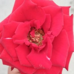 Profile picture of amen tv