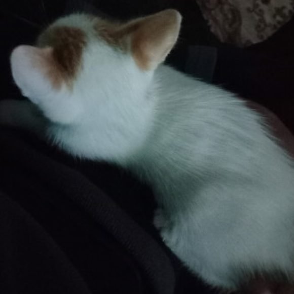 Profile picture of Wajih Sakhraoui