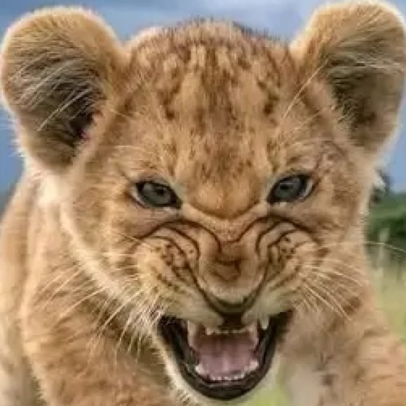 Profile picture of Souissi Achref